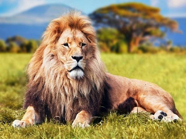 Mơ thấy sư tử là điềm báo lành hay dữ?