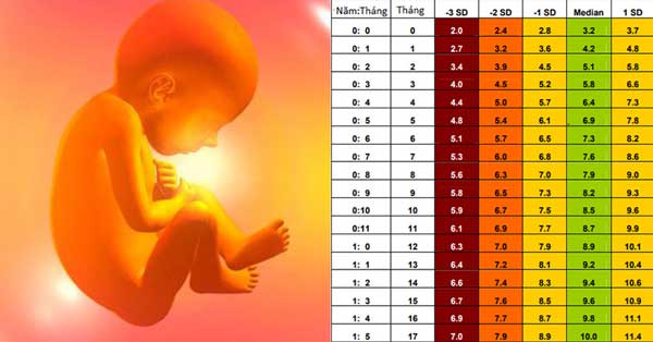 Bảng cân nặng tiêu chuẩn của thai nhi theo từng tuần