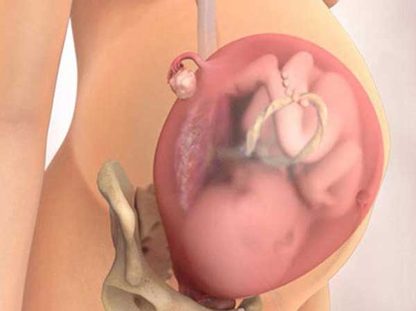 Ở tuần thứ 32, thai nhi đã phát triển gần như hoàn thiện về hình thái và chức năng